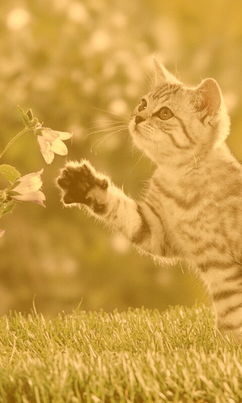 Котенок играет с цветами обои