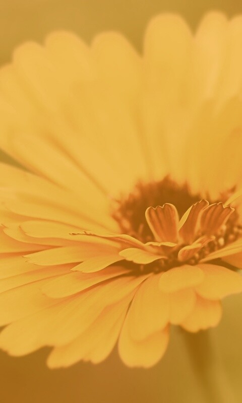 Желтый гербер обои