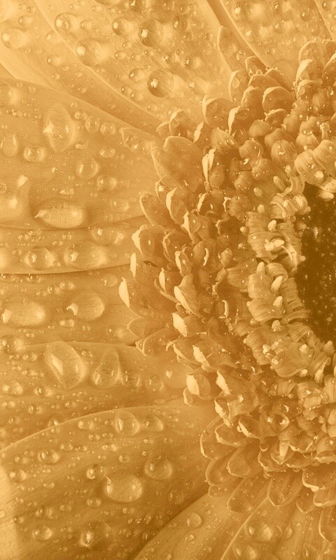 Капли на лепестках гербера обои