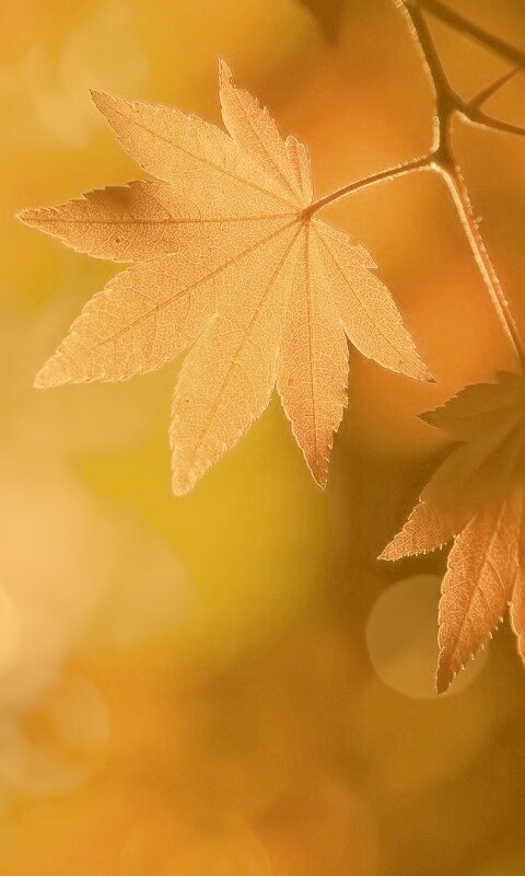 Осенние листья обои