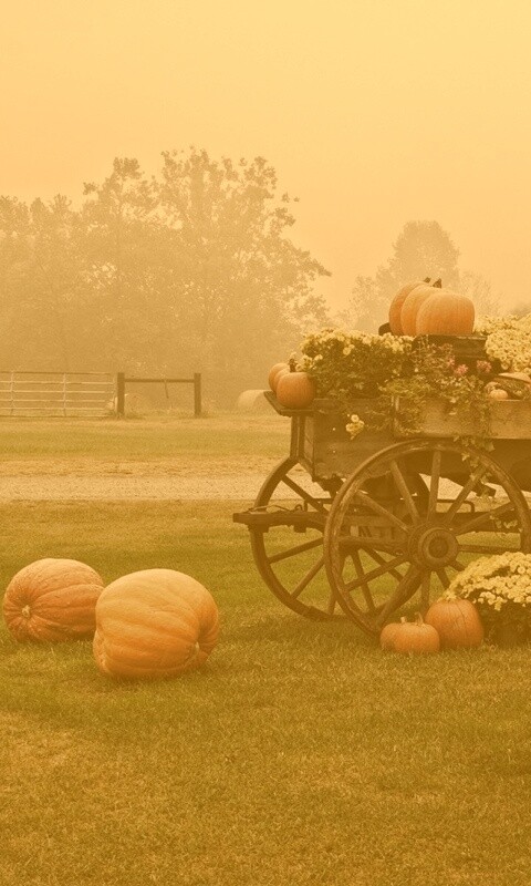 Урожай тыков обои