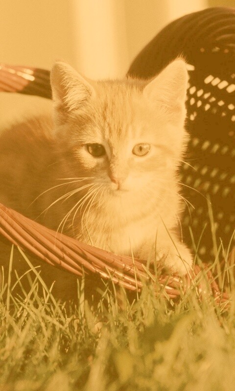 Рыжий котенок в корзине обои