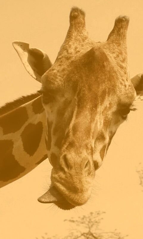 Жираф показывает язык обои