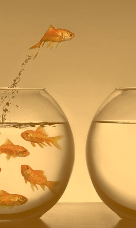 Побег рыбки обои