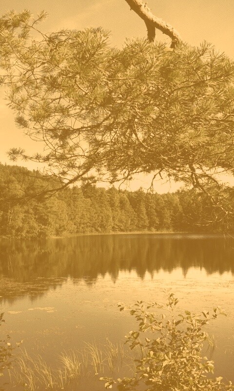 Ветка сосны над озером обои