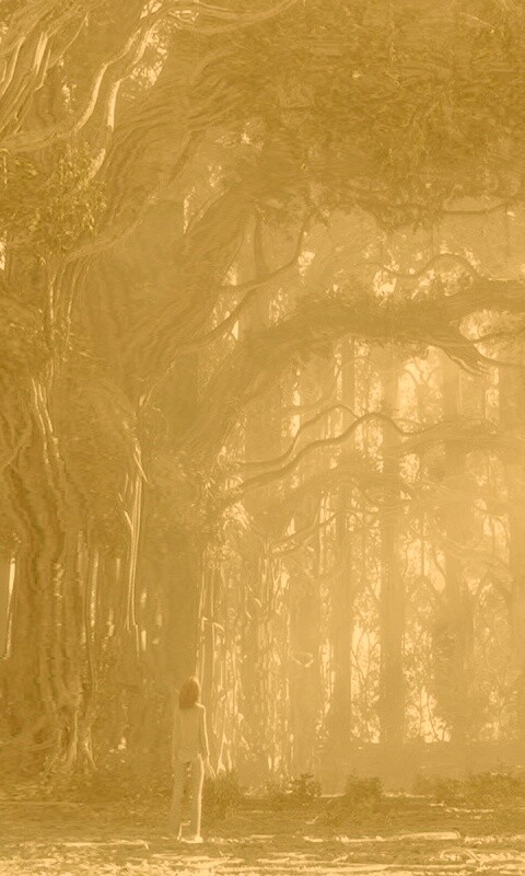 Одна в сумеречном лесу обои