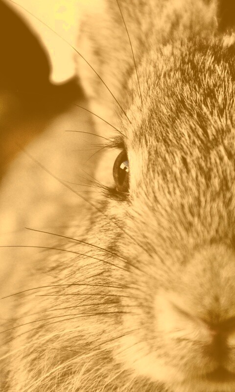 Пухлый кролик обои