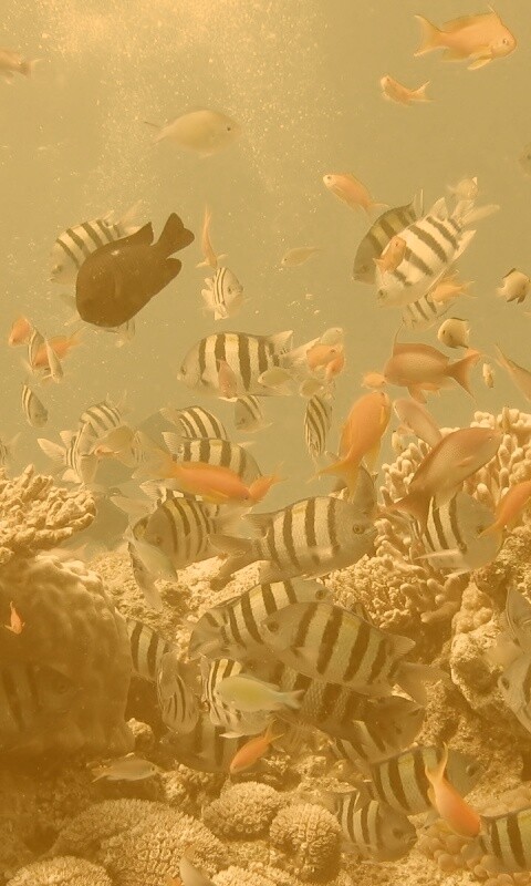 Жизнь в корраловом рифе обои