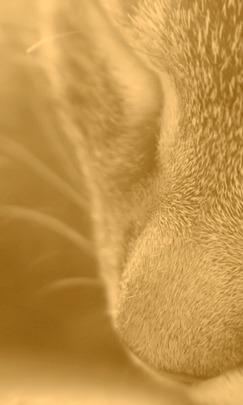 Мордочка кота обои