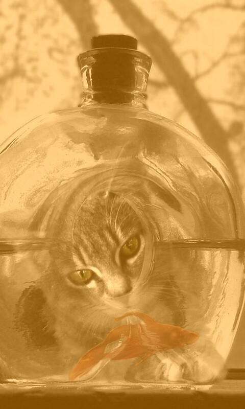 Кот наблюдает за рыбкой в бутылке обои