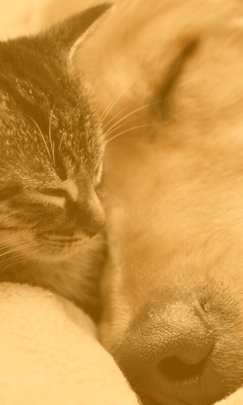 Кошка спит с собакой обои