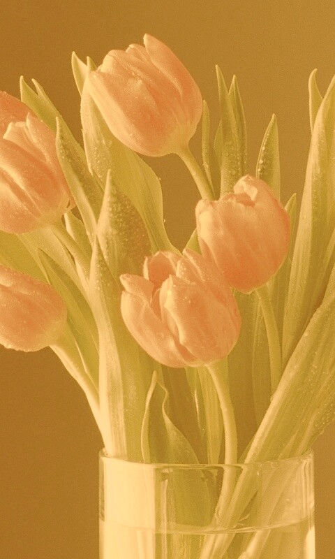 Букет тюльпанов обои