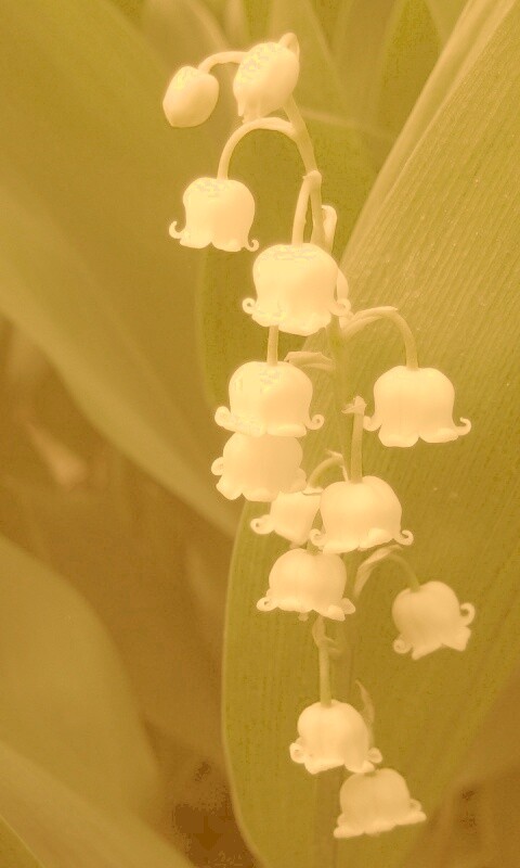 Кудрявые цветы обои