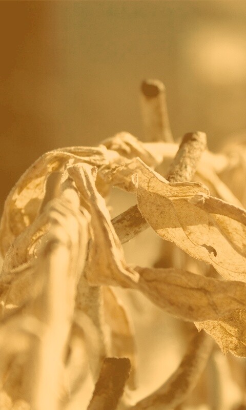 Сухие листья на железном заборе обои