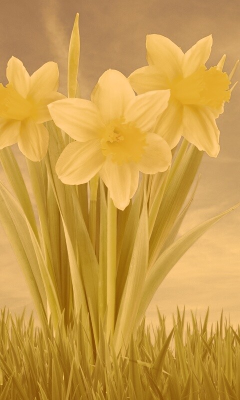 Букет цветов в траве обои