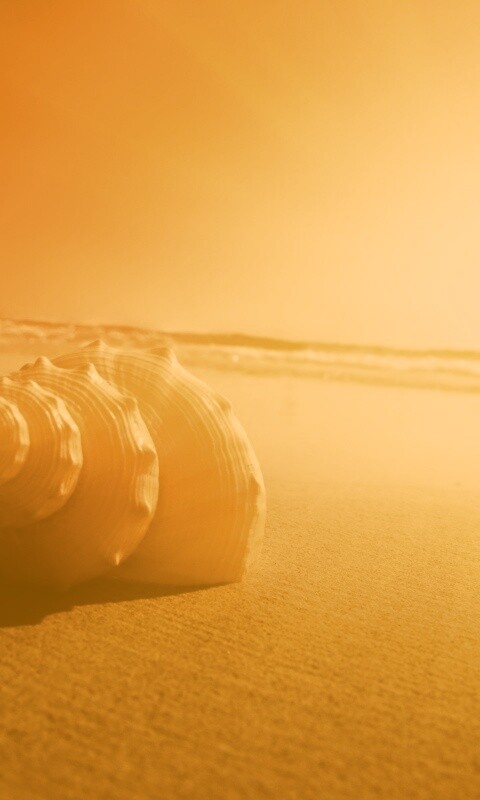 Золотистая ракушка обои