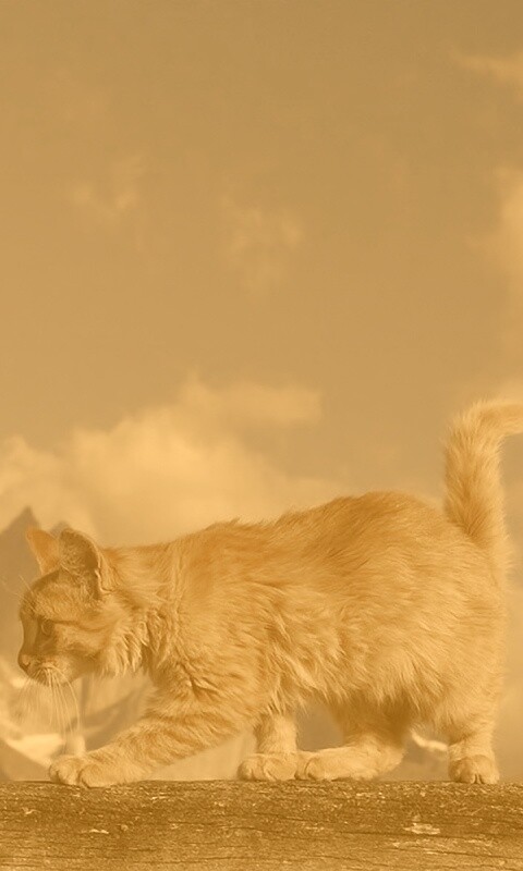 Рыжий котик в горах обои