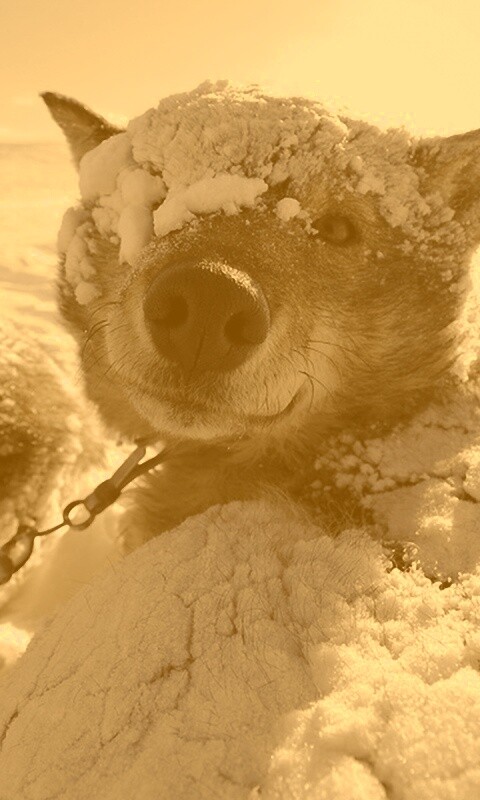 Собачка под снегом обои