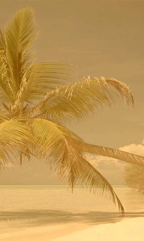 Пальма над водой обои