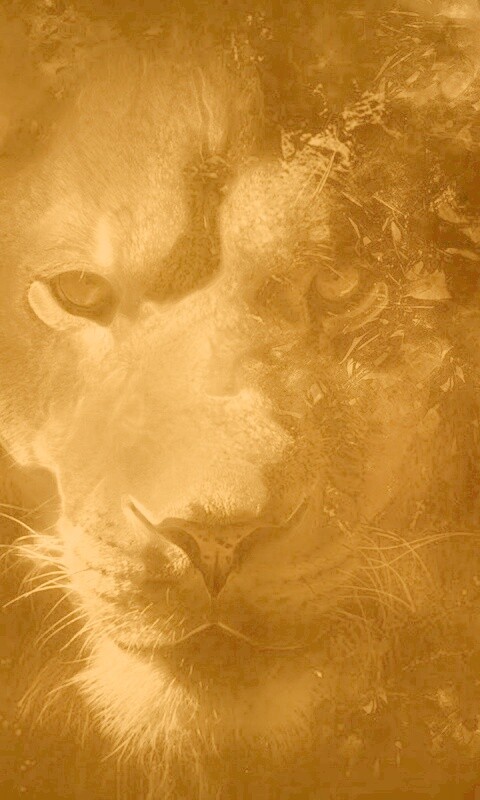 Фас льва обои