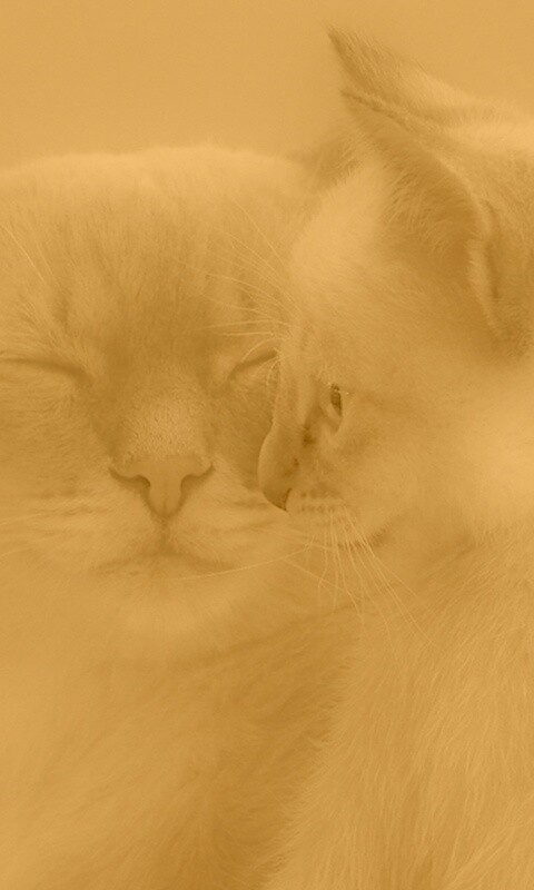 Кошка с котенком обои