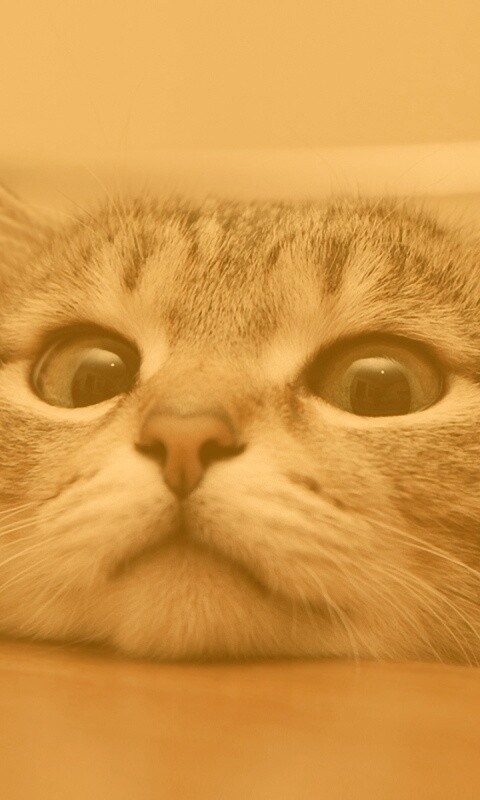 Любопытный котейка обои