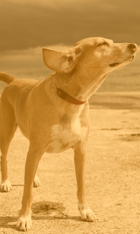 Собака на пирсе обои