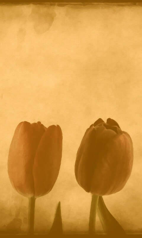 Нарисованные цветы обои