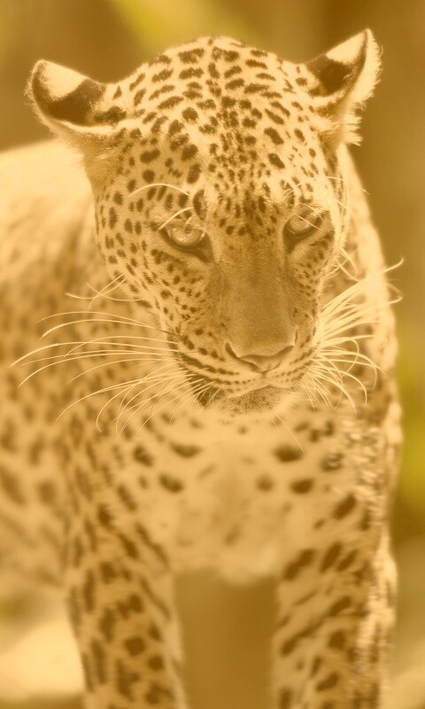 Леопард в сингапурском зоопарке обои