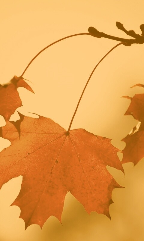 Покрасневшие листья клена обои