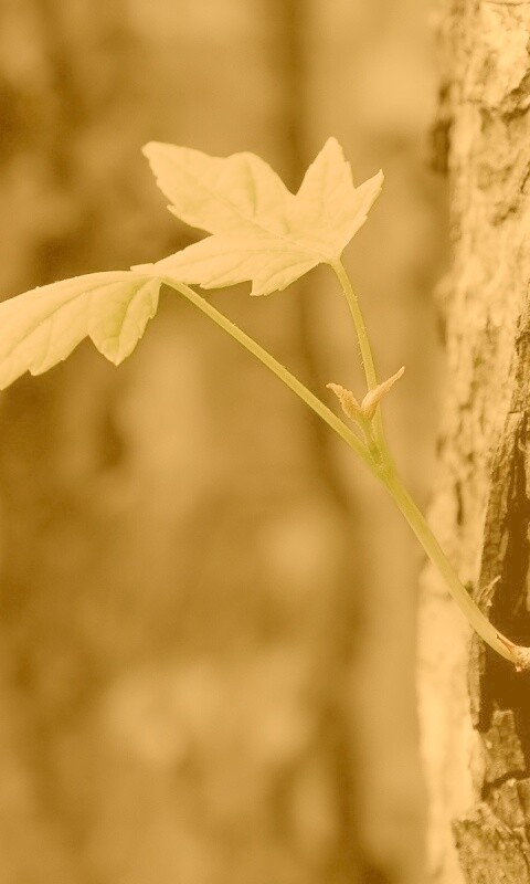 Молодой листик обои