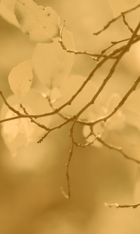 Осенние ветки без листьев обои