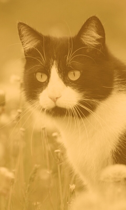 Кот в одуванчиках обои