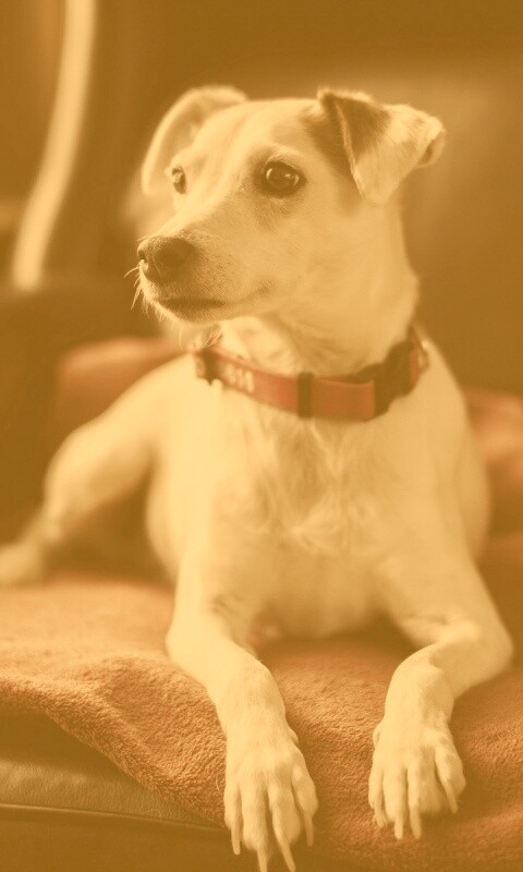 Собака на кресле обои