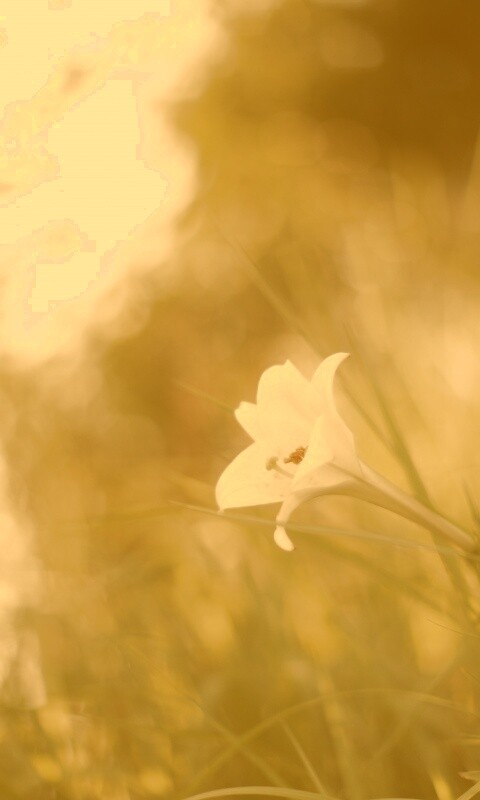Цветок затерявшийся в траве обои