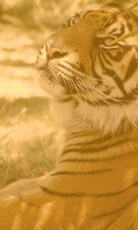 Отдыхающий в теньке хищник обои