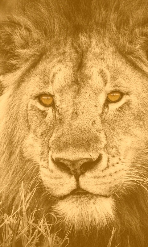 Гордый лев с горящими глазами обои