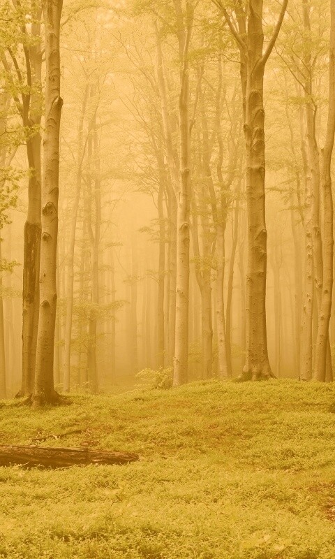 Опушка осинового леса обои