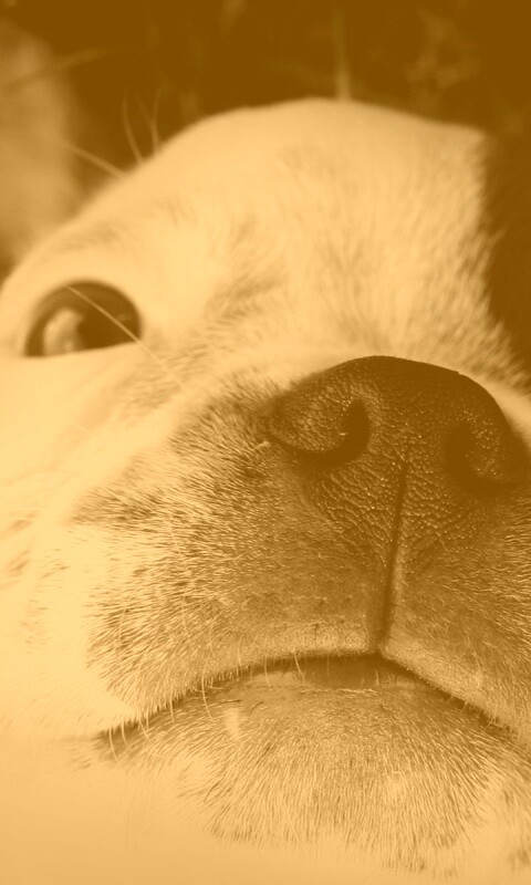 Бостонский терьер обои