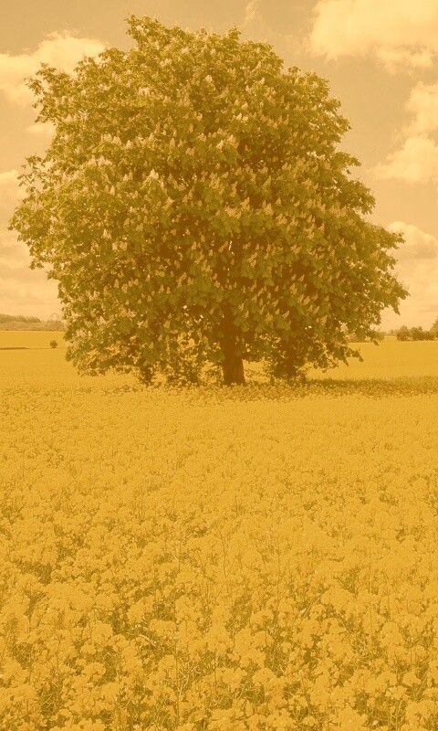 Каштан на цветочном поле обои