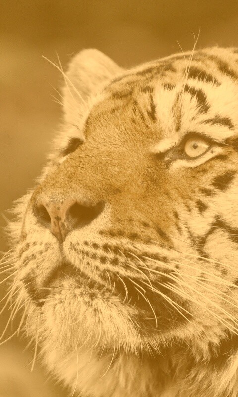 Амурский тигр обои