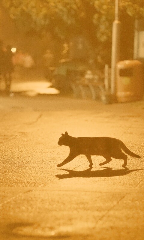 Кошка на ночной улице обои