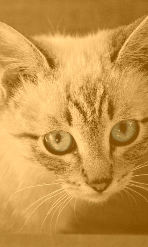 Котенок с синими глазами обои