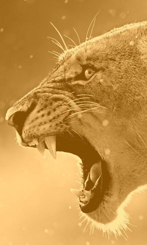 Грозный львиный рык обои