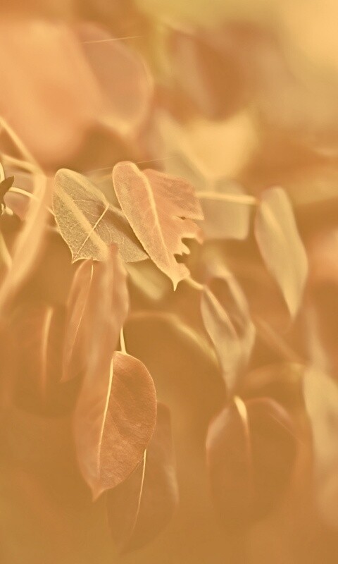 Фиолетовые листья обои