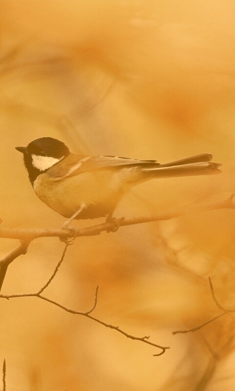 Синичка в желтой листве обои