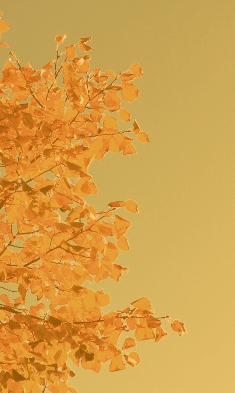 Ветви с пожелтевшими листьями на фоне неба обои