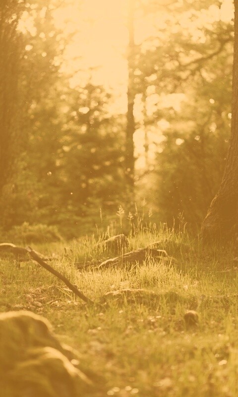 Лето в лесу обои