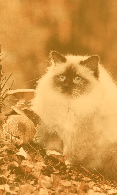Пушистый кот среди пожелтевшей листвы обои