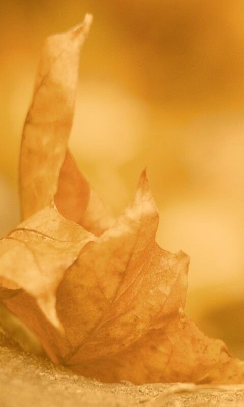 Пламенеющий осенний лист обои